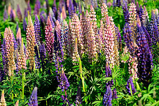 粉色,紫罗兰,花,羽扇豆,羽扇豆属,托雷德裴恩国家公园,省,智利,南美