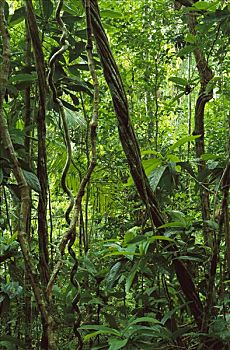 热带雨林,室内,展示,藤蔓植物,大西洋,树林,自然保护区,巴西