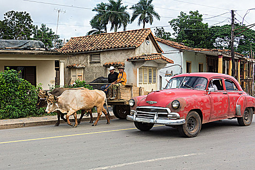 古巴,维尼亚雷斯谷,维尼亚雷斯,牛,手推车,老爷车