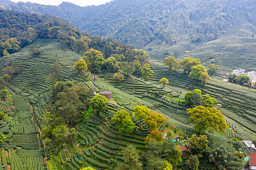 杭州西湖龙井茶产地梅家坞