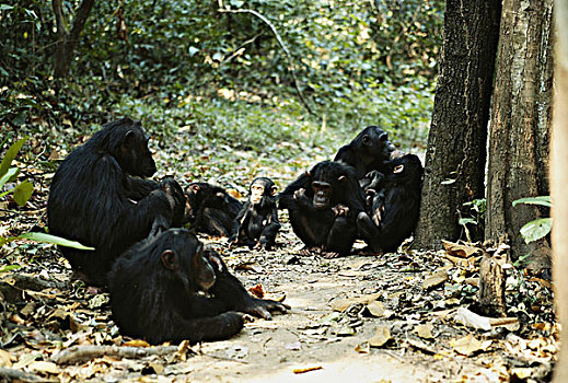 坦桑尼亚,冈贝河国家公园,黑猩猩,休息,公园,大幅,尺寸