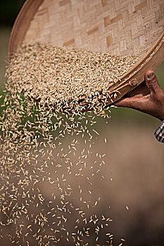 稻米,筛选,丰收,巴厘岛,印度尼西亚