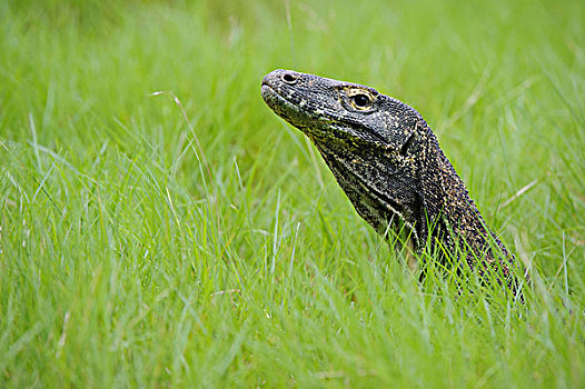 科摩多巨蜥,科摩多龙,草丛,印度尼西亚