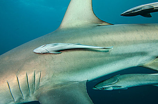 鮣鱼,鲨鱼,南非