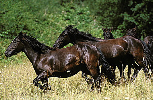 马,牧群,驰骋,法国人,比利牛斯山脉