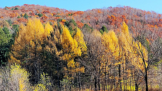 伊春南山国家森林公园秋色