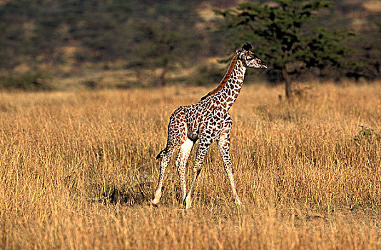 马赛长颈鹿,幼兽,站立,大草原,马赛马拉,公园,肯尼亚