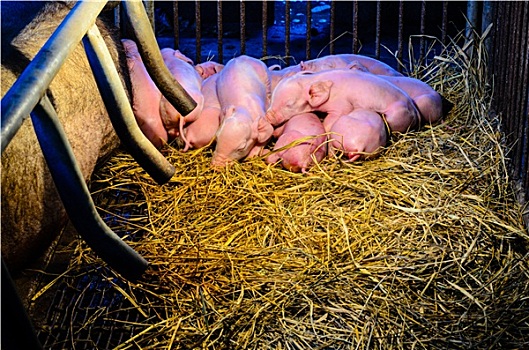诞生,猪,睡觉,稻草