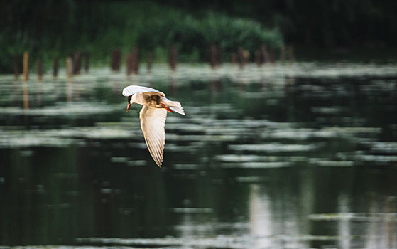 洋湖湿地公园的白鹭