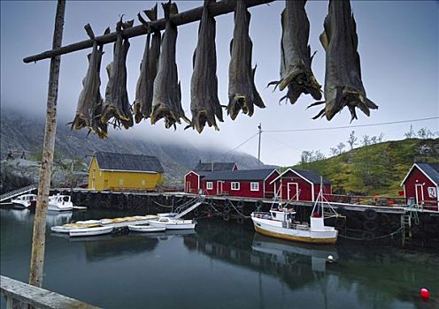 弄干,鳕鱼,罗弗敦群岛,挪威,斯堪的纳维亚,欧洲