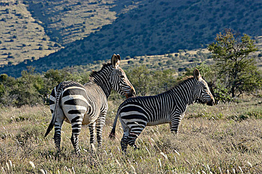 角山斑马,斑马,东开普省,南非,非洲