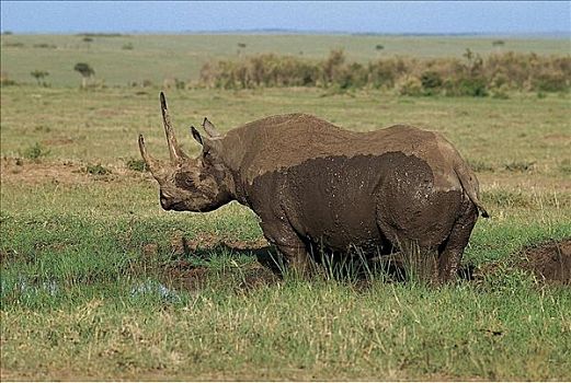 黑犀牛,哺乳动物,马赛马拉,肯尼亚,非洲,动物