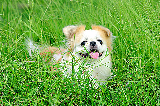 京巴犬