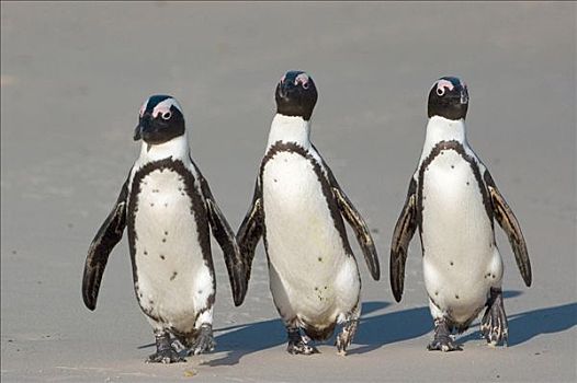 黑脚企鹅,城镇,漂石,南非