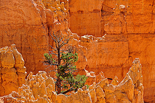 石头,怪岩柱,冷杉,日出点,布莱斯峡谷国家公园,犹他,美国