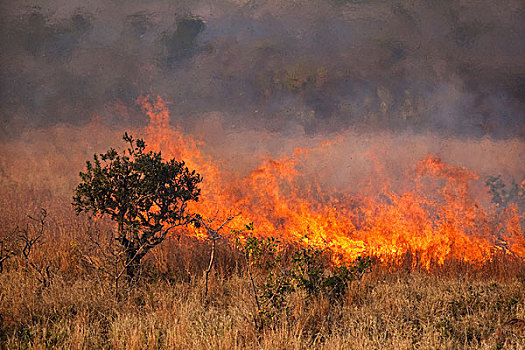 草地,火,克鲁格国家公园,南非