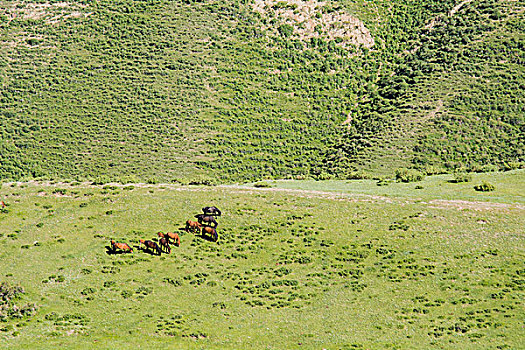 新疆伊犁那拉提草原成群的骏马