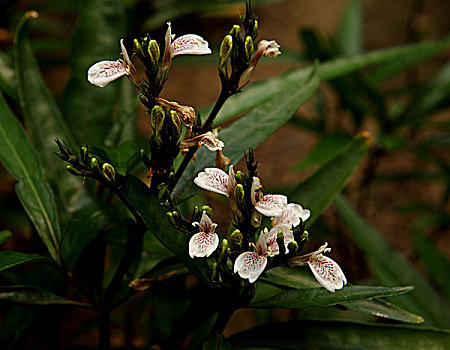 水茄花