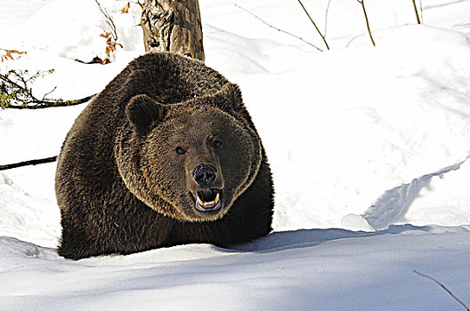 棕熊,雪中,国家公园,德国