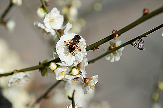 梅花怒放蜜蜂来