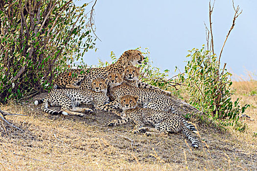 印度豹,猎豹,女性,四个,幼兽,休息,马赛马拉国家保护区,肯尼亚,非洲