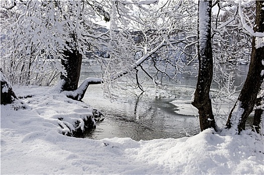冬天,湖,仰视,覆雪,树