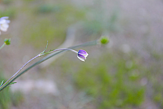 草地上的小雏菊