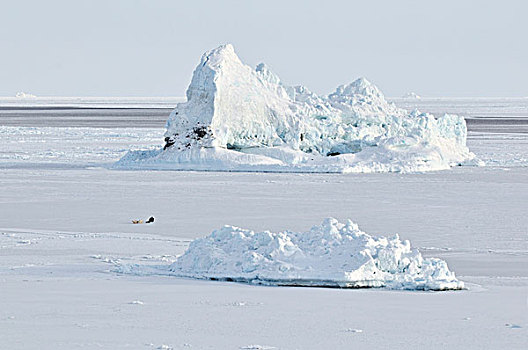 冰冻,峡湾,狗拉雪橇,迪斯科,岛屿,格陵兰,北极,北美