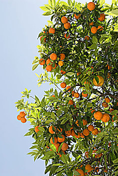 橘子,树上