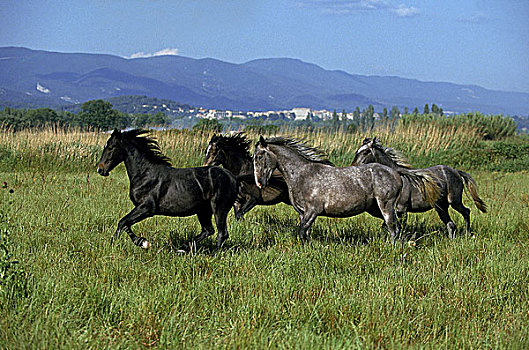 马,牧群,驰骋,草地