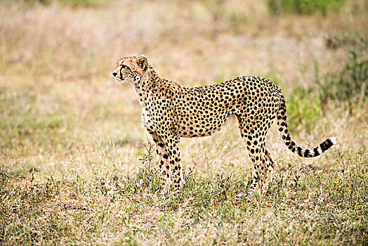 警惕,印度豹,猎豹,靠近,恩戈罗恩戈罗火山口,保护区,坦桑尼亚