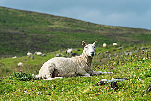 绵羊,卧,苏格兰高地,苏格兰,英国,欧洲