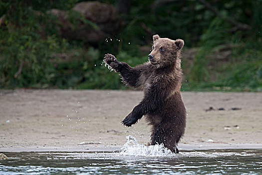 棕熊,幼兽,玩,堪察加半岛,俄罗斯,欧洲