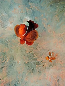 两个,葵鱼,海银莲花属,巴布亚新几内亚,太平洋,水下