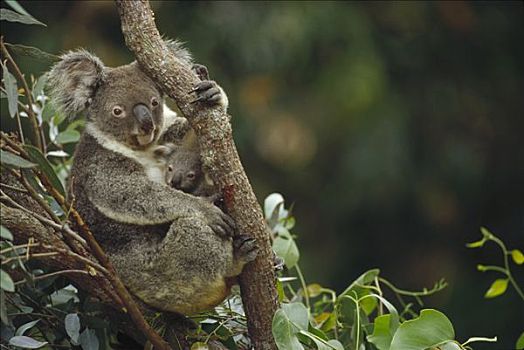 树袋熊,母兽,三个,老,幼兽,桉树,东方,树林,澳大利亚