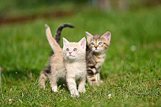 家猫,斑貓,小动物,草地,侧面视角,站立,看镜头