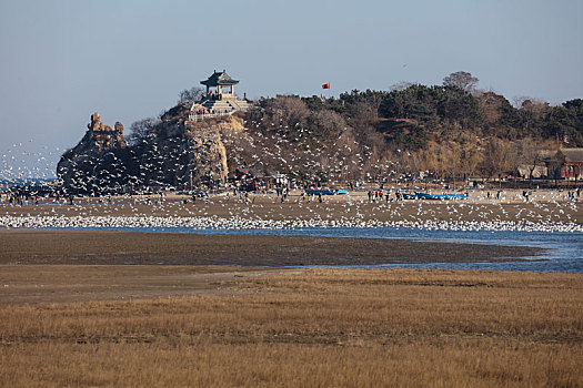 海鸥,候鸟,集中,大量,密集,成群结队,庞大,迁徙,北戴河,湿地,栖息,密密麻麻,保护,沙滩,海滩,背景,轮廓,线条