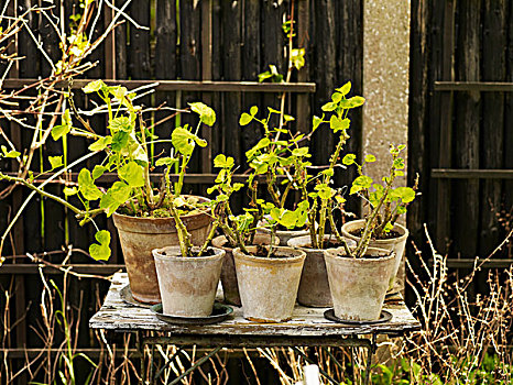 乡村,花园桌,天竺葵,植物,罐