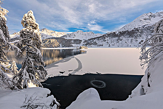 积雪,树,岸边,冰冻,湖,区域,恩加丁,瑞士