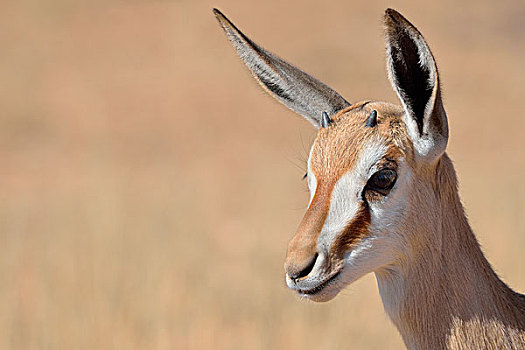 幼兽,跳羚,卡拉哈迪大羚羊国家公园,北开普,南非,非洲
