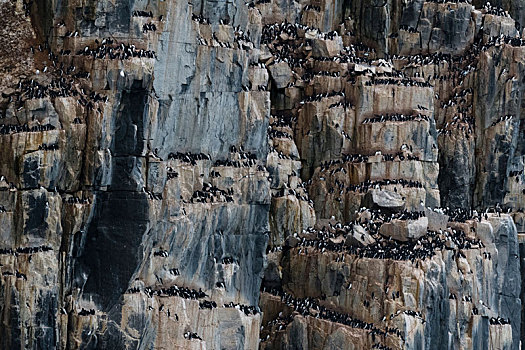 排,海雀,厚嘴海鸦,栖息,一起,沿岸,悬崖,斯匹次卑尔根岛,斯瓦尔巴特群岛,挪威
