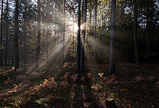 光线,树林