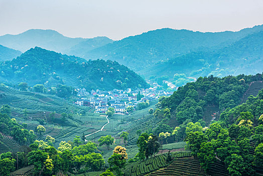 杭州梅家坞茶山