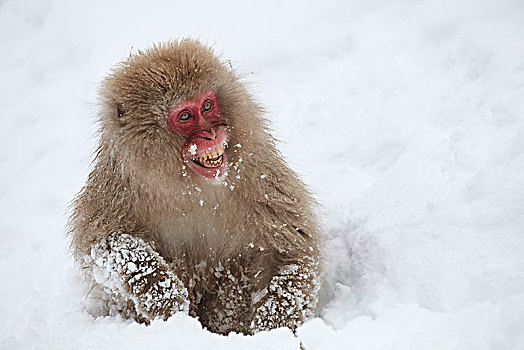 日本猕猴,雪猴,冬天,雪
