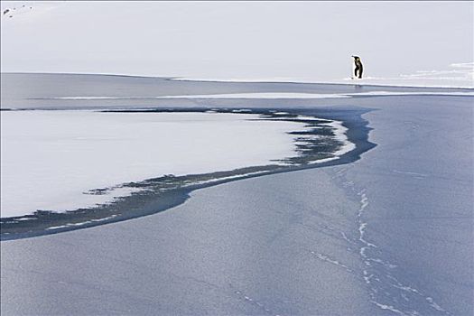 帝企鹅,雪,斜坡,靠近,冰河河道,南极,湾,南乔治亚