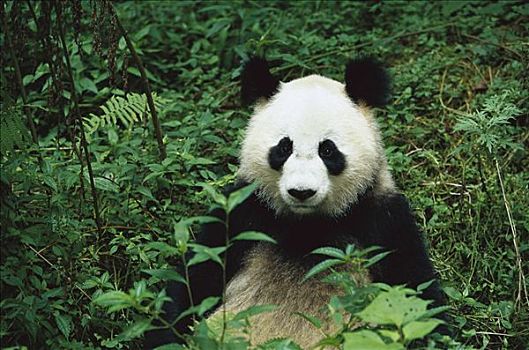 大熊猫,坐,中国,研究中心,卧龙自然保护区