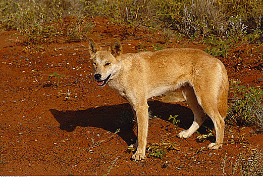 澳洲野狗