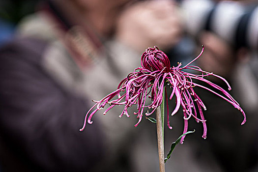 菊花特写