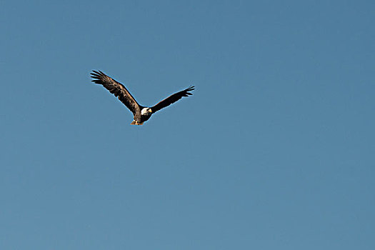 鹰,飞,空中,湖,木头,安大略省,加拿大