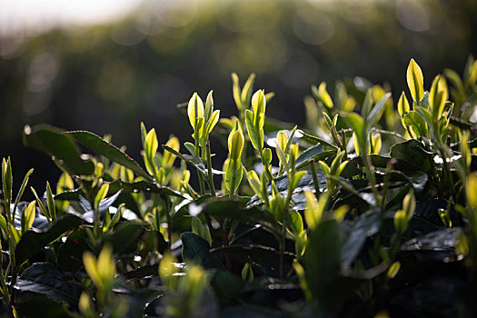 杭州西湖龙井春茶芽逆光